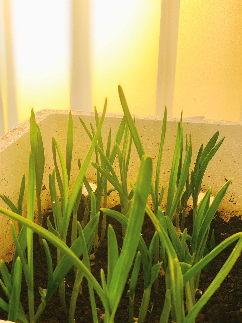 超级简单的|大蒜种植00 年前看到超市买的大蒜发芽,就拿来种下去了