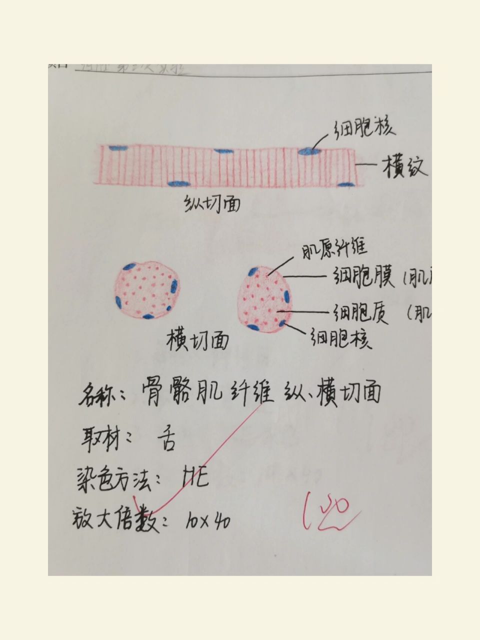 骨骼肌纵切图 手绘图图片