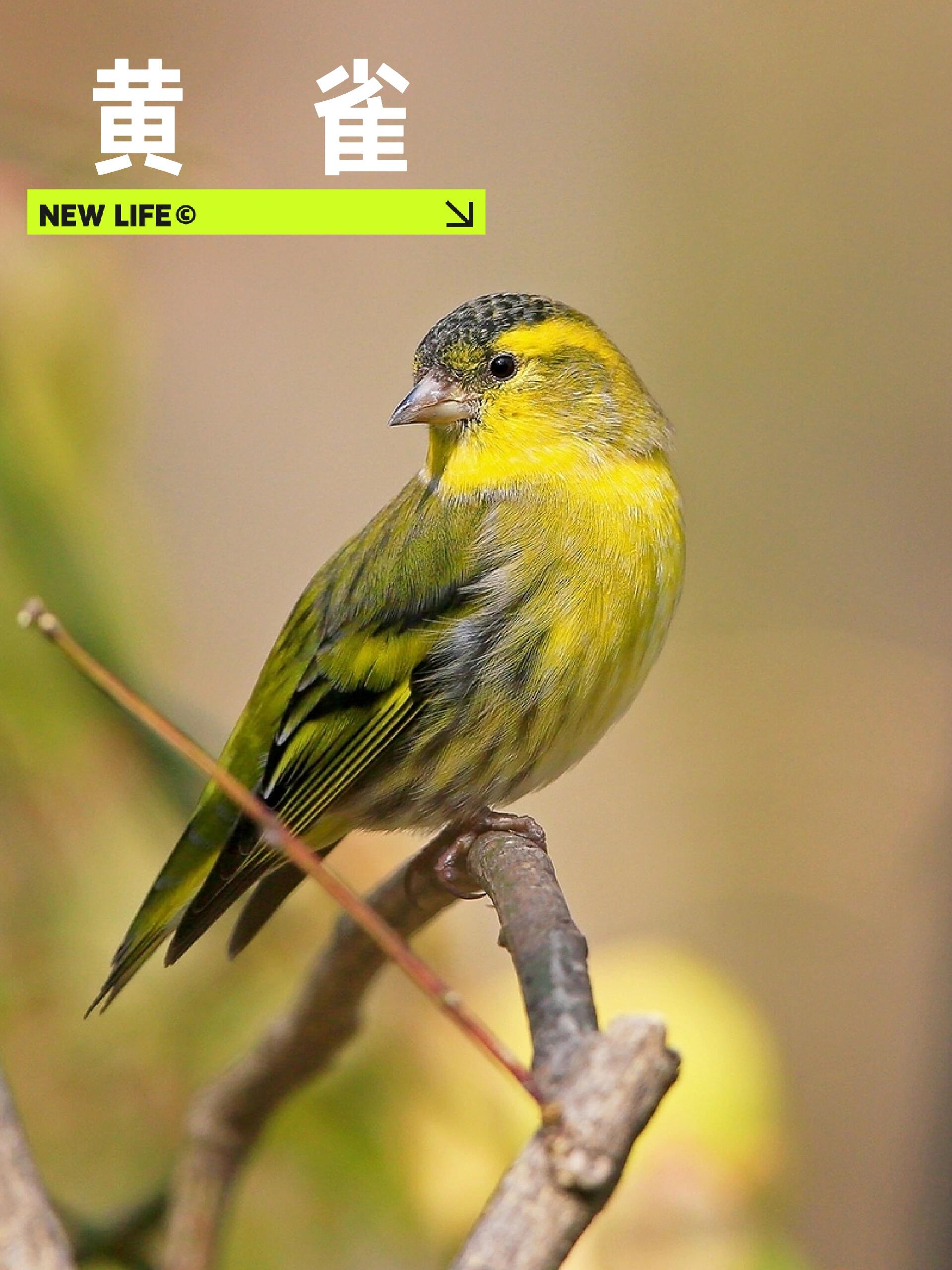 黄雀 黄雀是老北京常见的笼养鸟.@山水青世界的动态