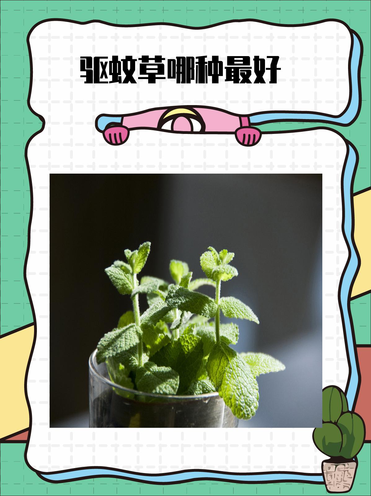 驱蚊草哪种最好