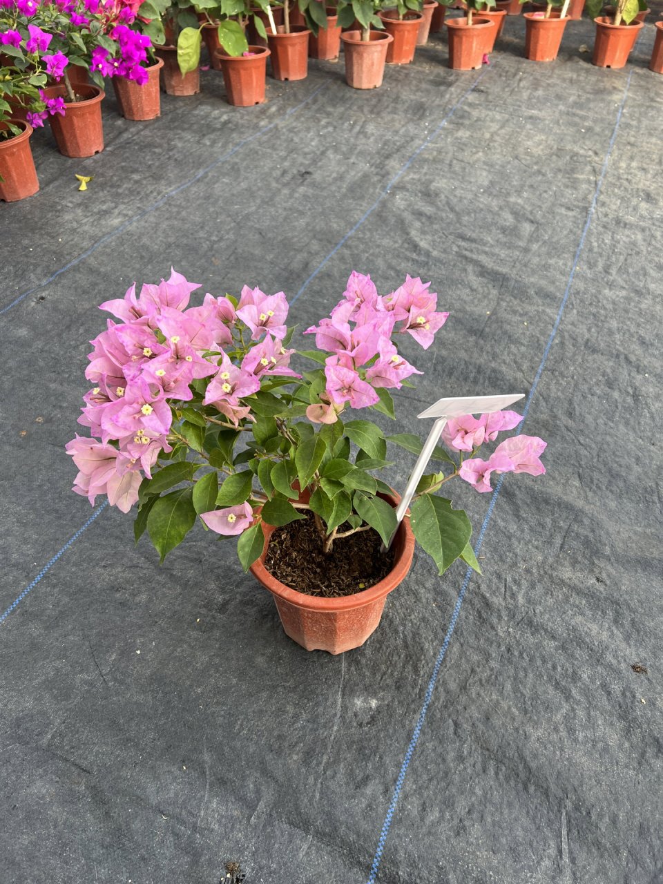 三角梅金夫人品种大花科勤花类单批花期4个 三角梅金夫人品种大花科勤