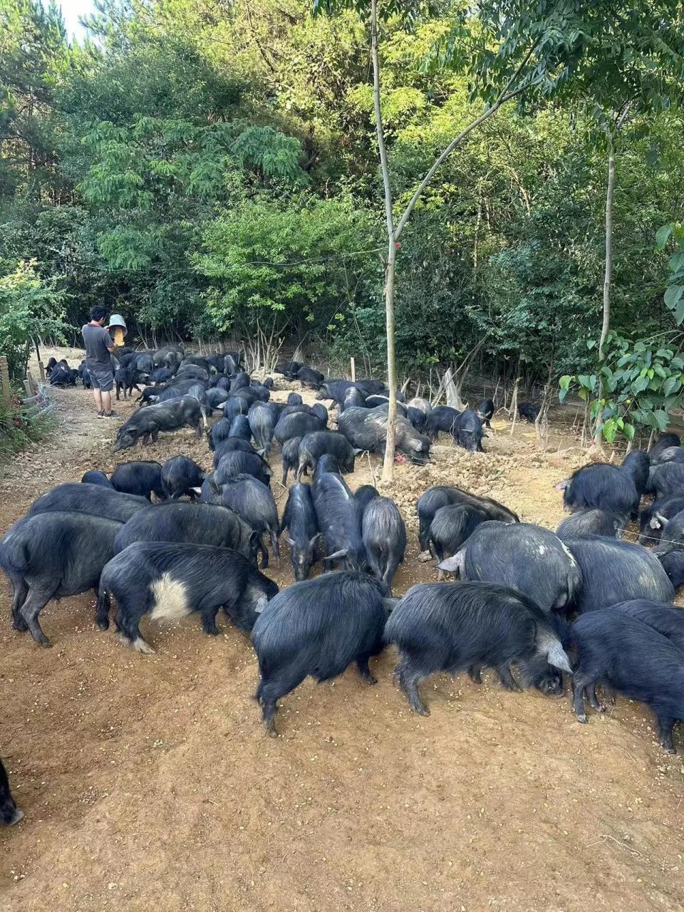 我的猪可以说是真正的全程散养,没有猪栏,从小就自由自在,满山奔跑.