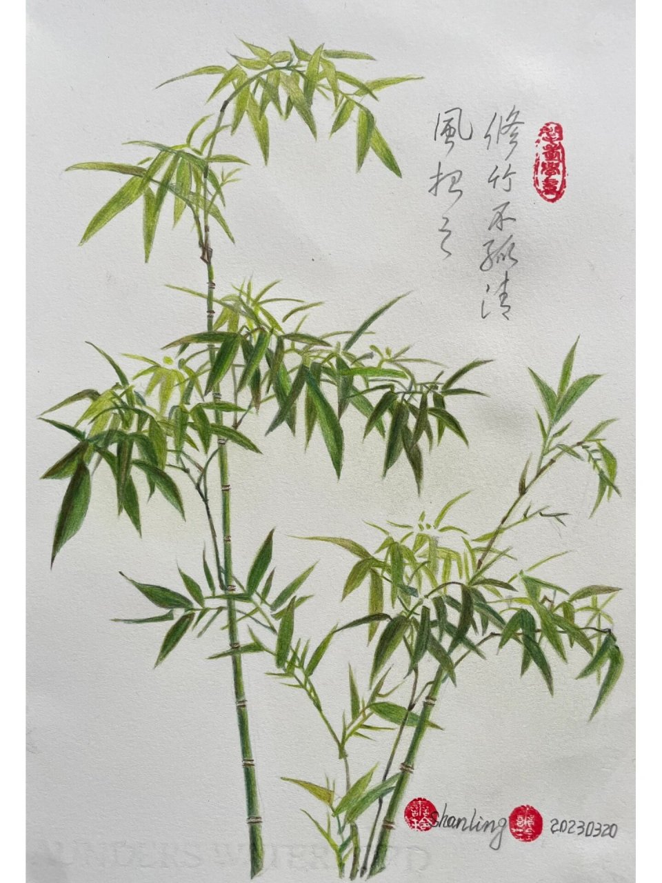 彩铅画——竹 一节复一节 千枝攒万叶 雨洗娟娟净 风吹竿竿斜