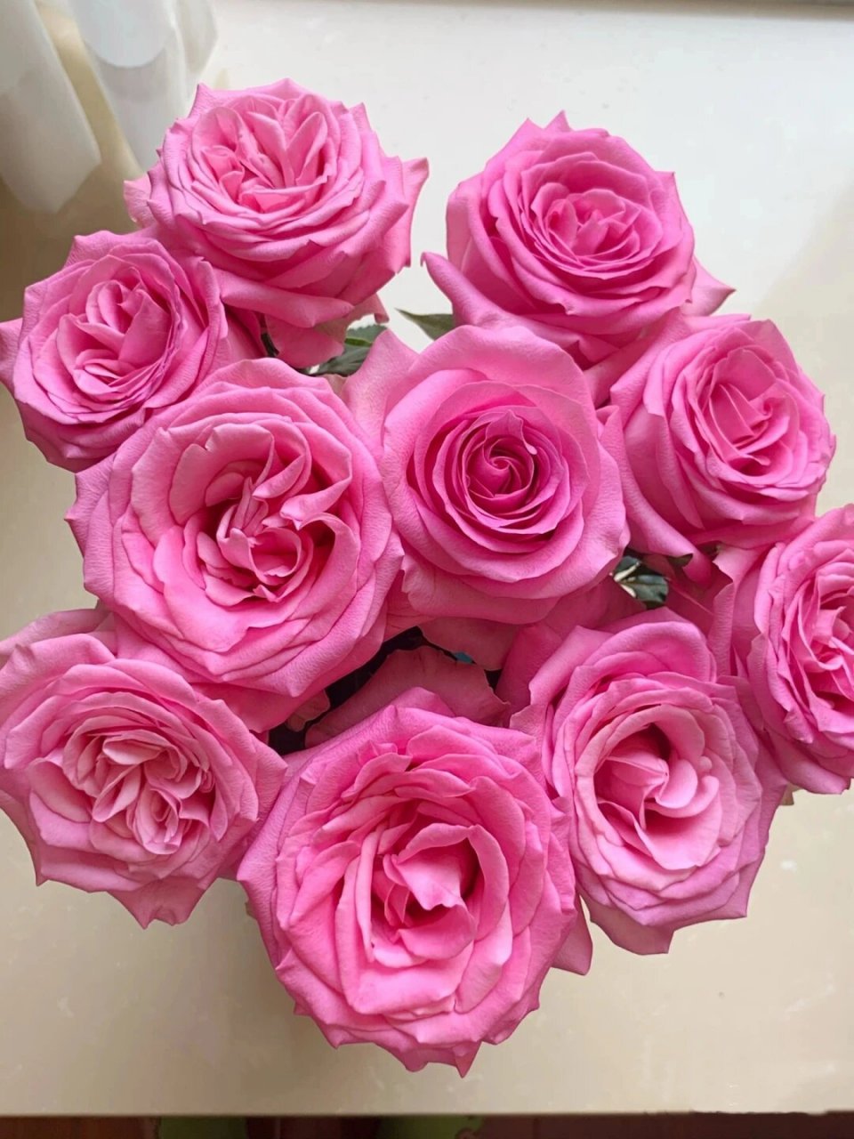 每天涨点新知识 | 苏醒玫瑰 粉玫瑰中的水粉系,花语更适合表达情窦初