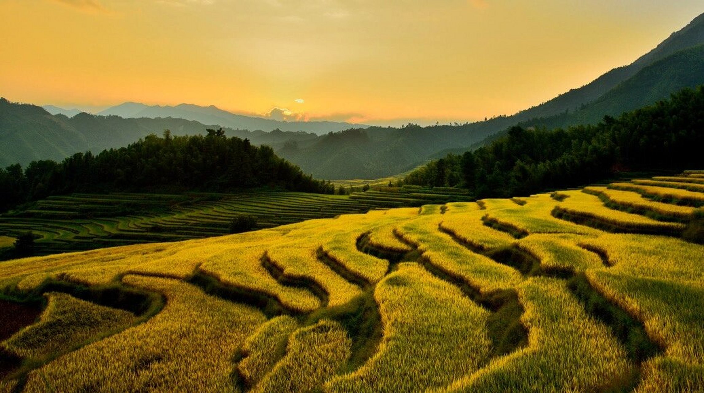 金色大地风景图片图片