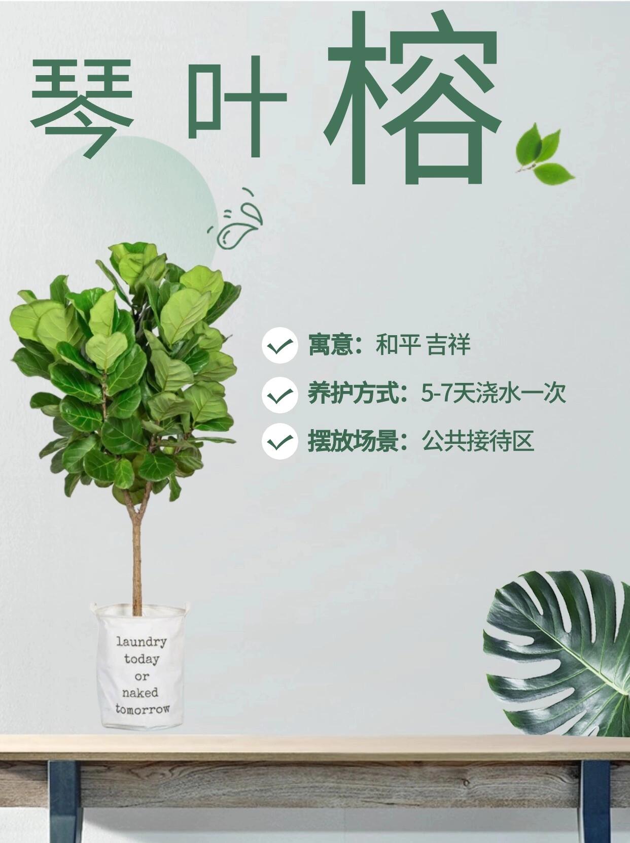 8款寓意美好的办公室大型绿植