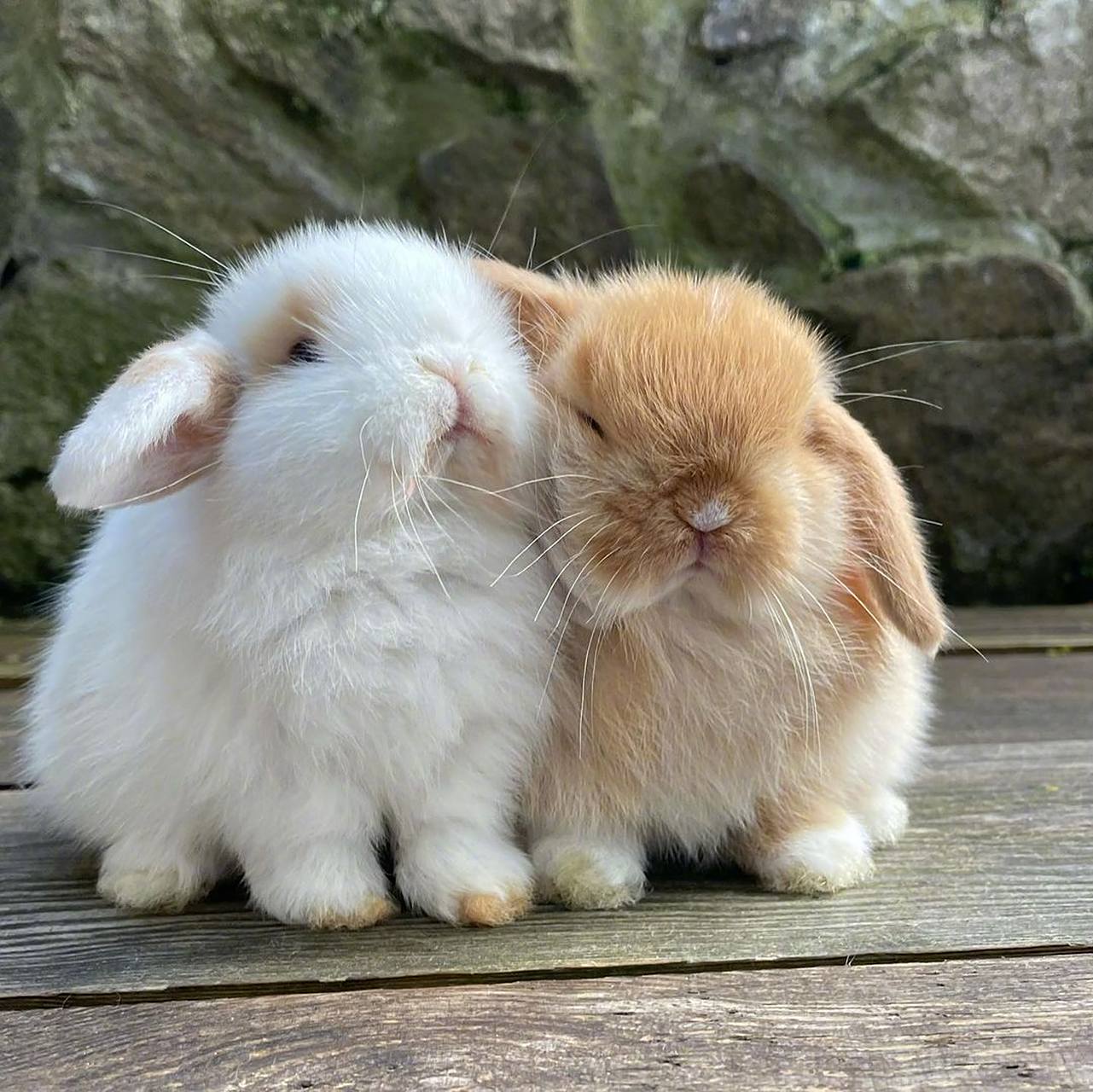 兔子的可爱日常