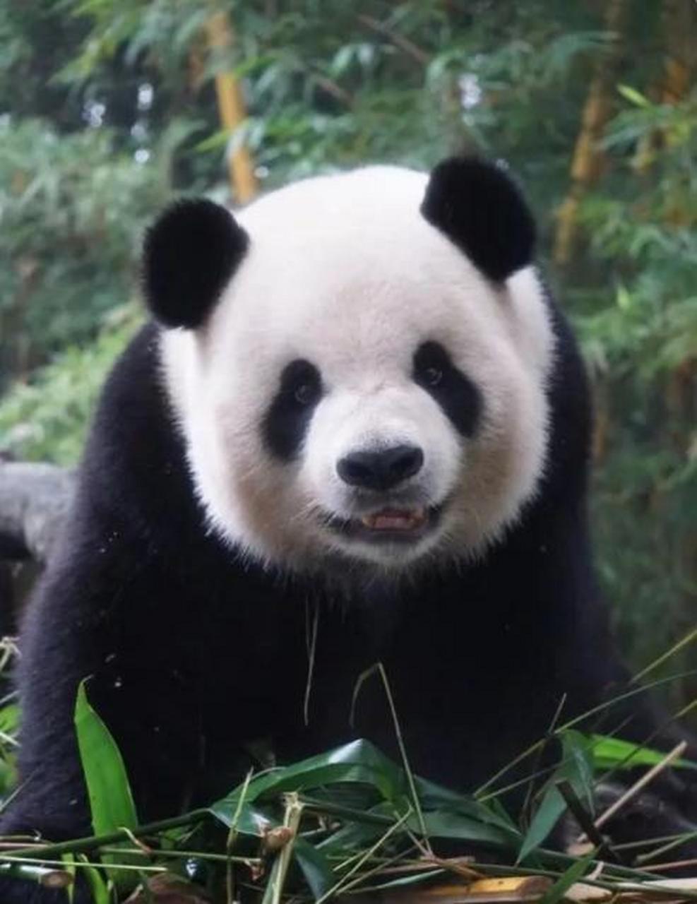 今天在网上认识一只大熊猫,它的名字叫做银柯.