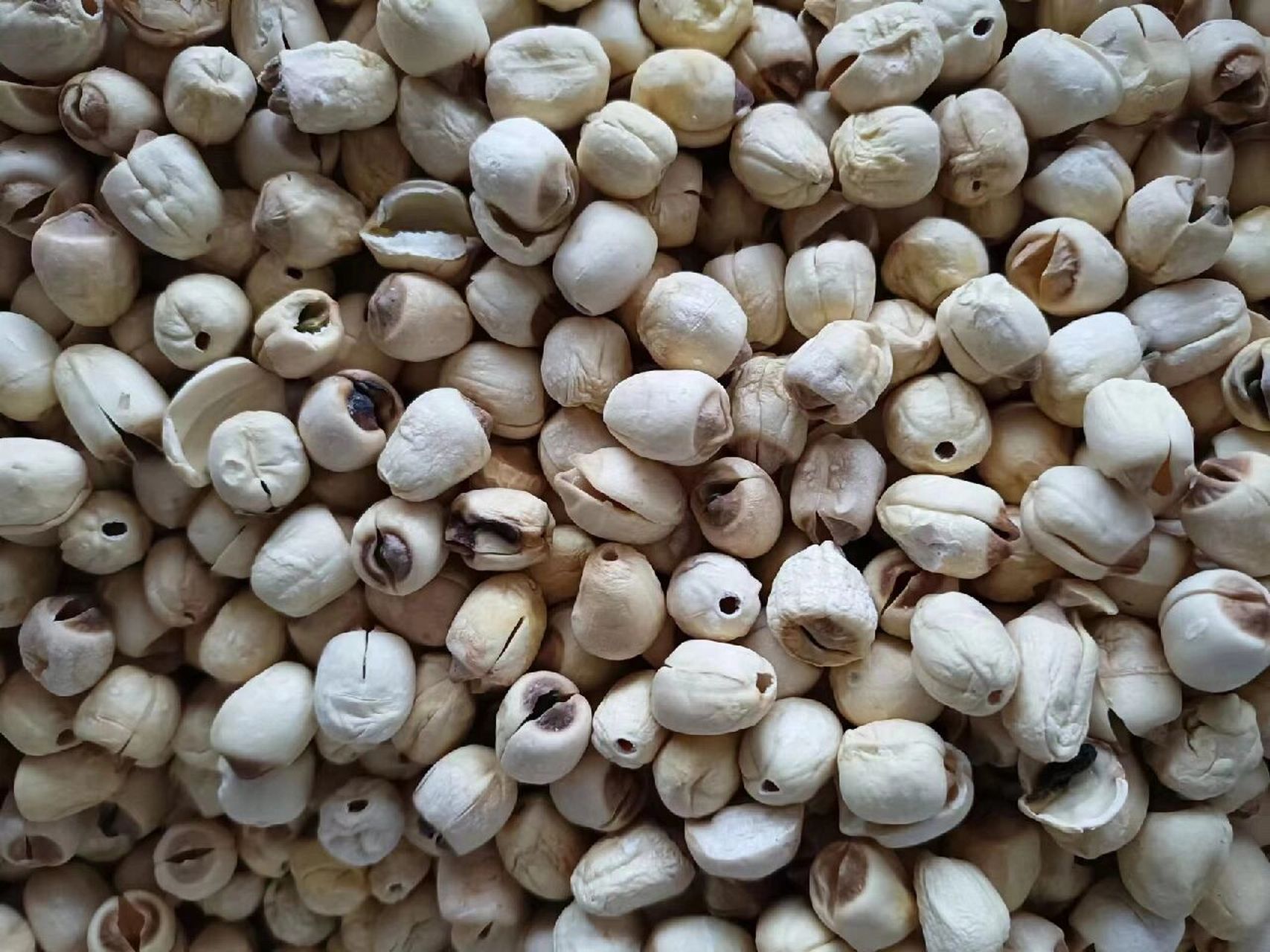 遇到这种药水莲子,别吃坏了身体,就丢了吧 图一:药水莲    图二:白莲