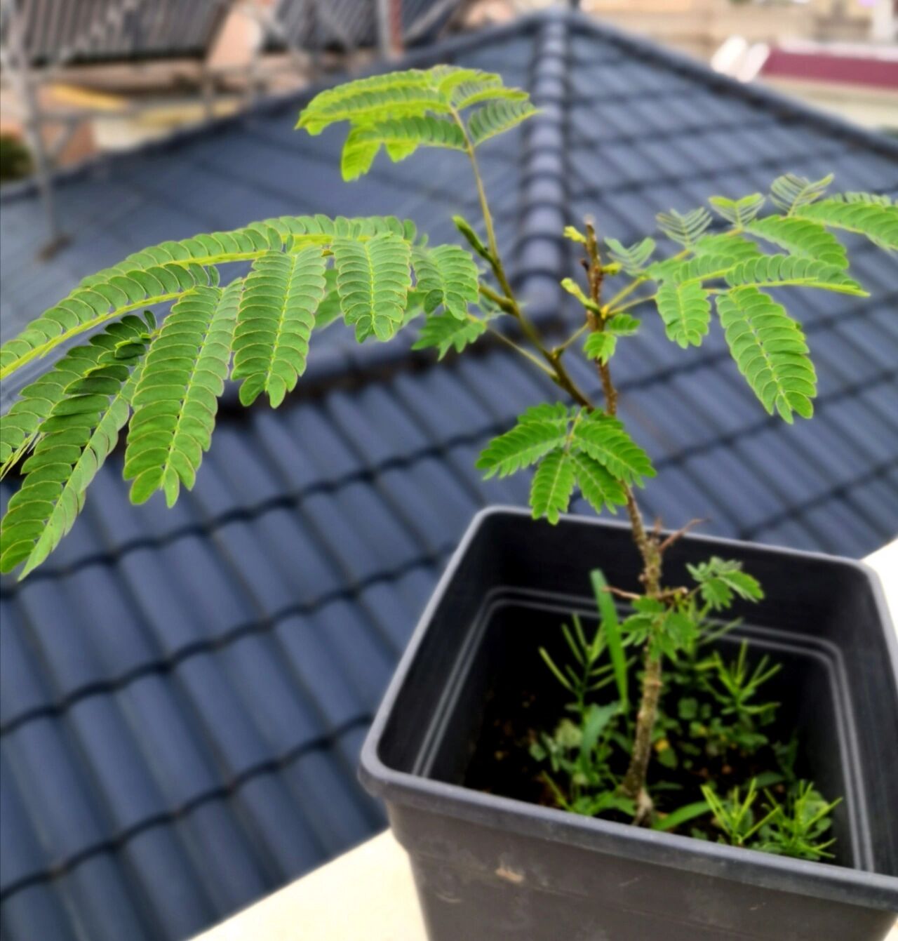 凤凰木/来自幼苗的可爱感 一年多前播种的凤凰木 很庆幸可以发芽变成