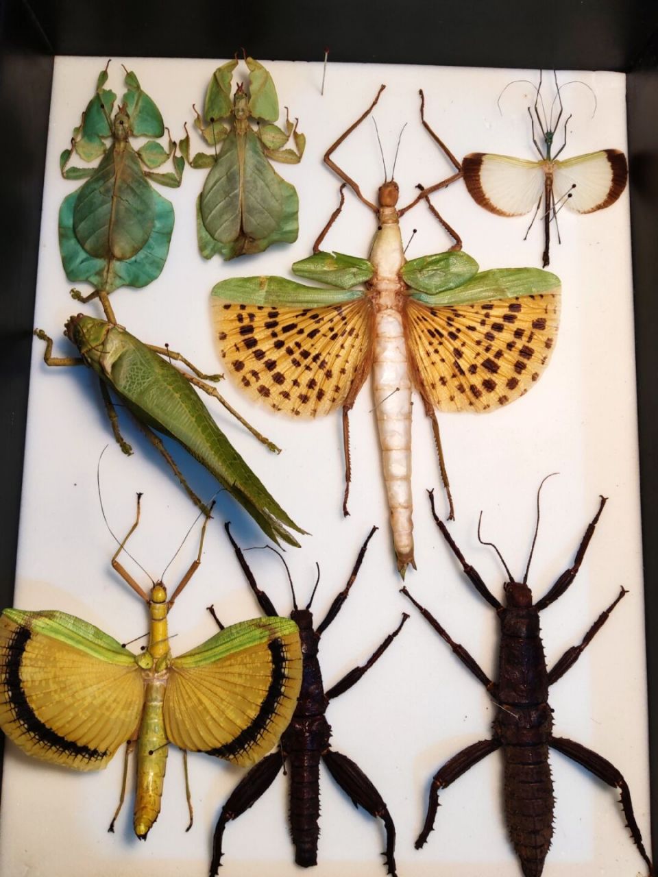 军竹节虫叶子虫 虫子真的很大,盒子根本放不下了,这些拟态昆虫太帅了