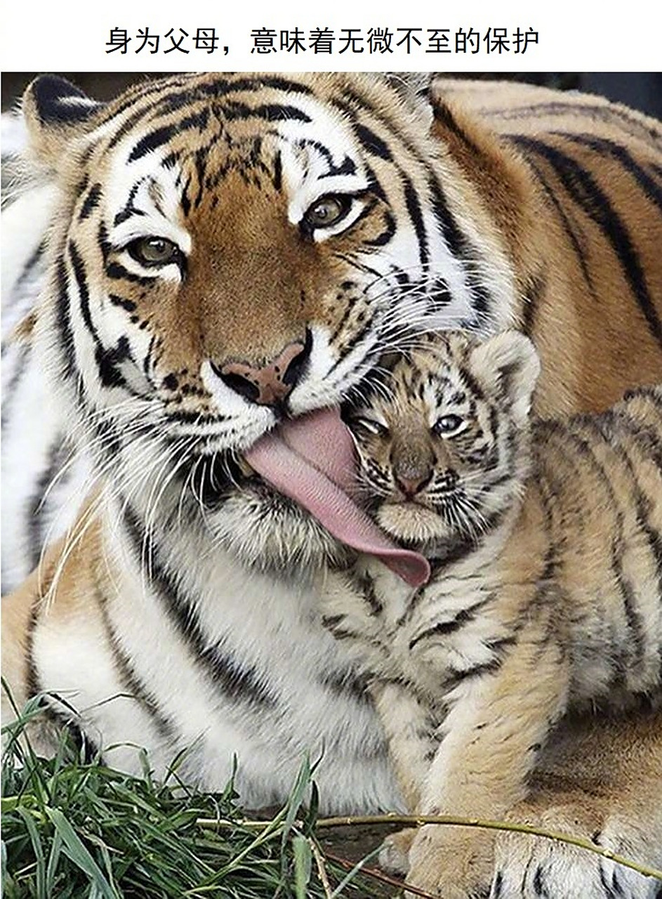 brightside汇总了一些小动物与自己的孩子相伴的照片,全天下父母的心