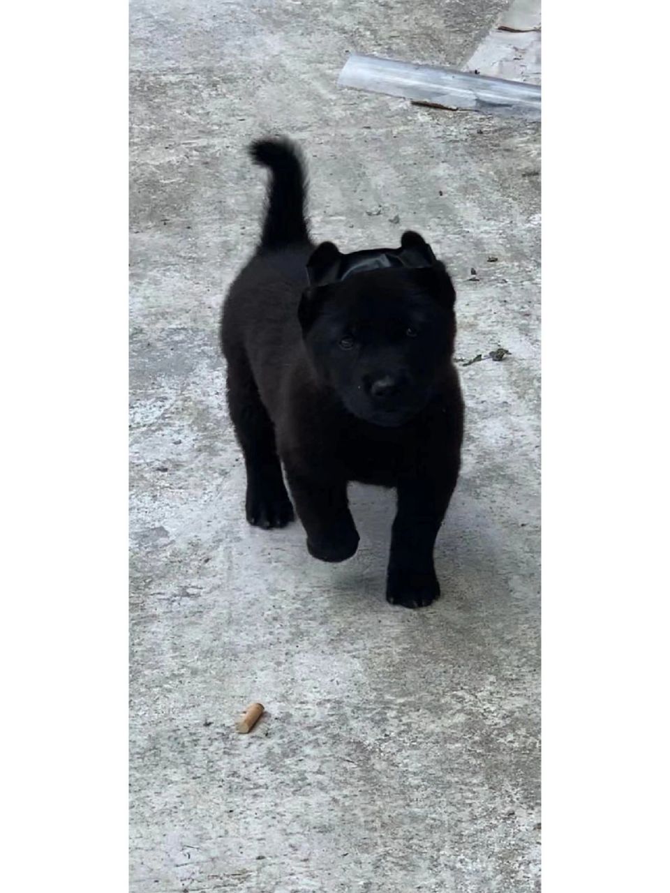 中华田园犬之广西土猎小黑犬