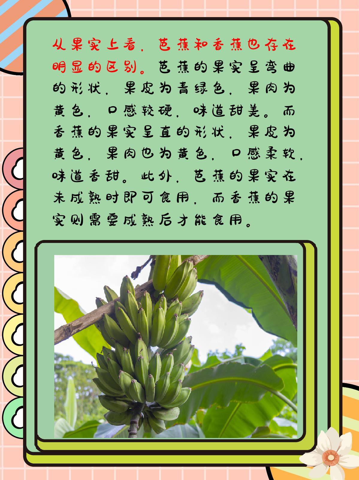 芭蕉树的果实能吃吗图片