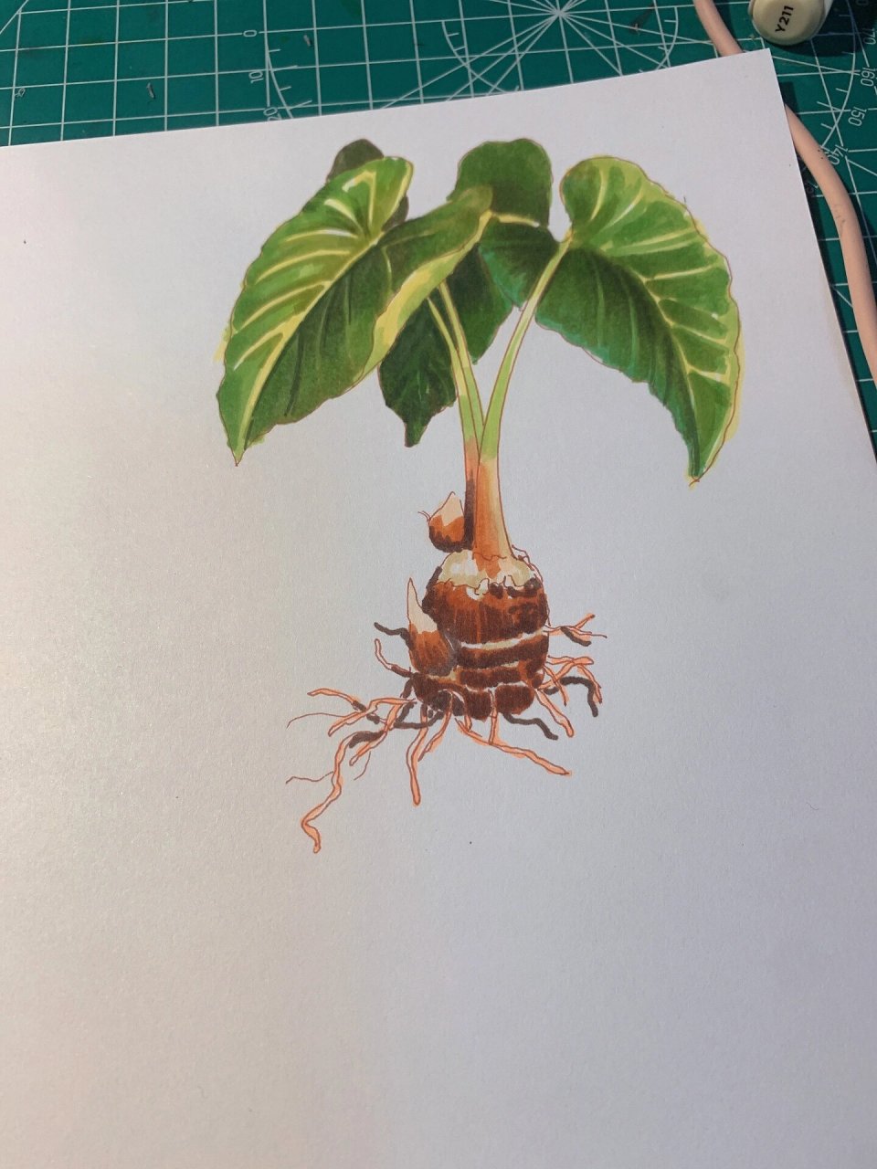 自然笔记芋头生长过程的科普,做完好累 的生长过程.