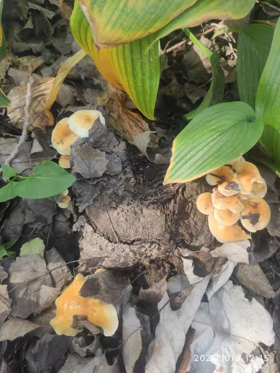 一般长在杨树和槐树桩上,非常漂亮的颜色,伞盖黏黏的,蘑菇味道十足.