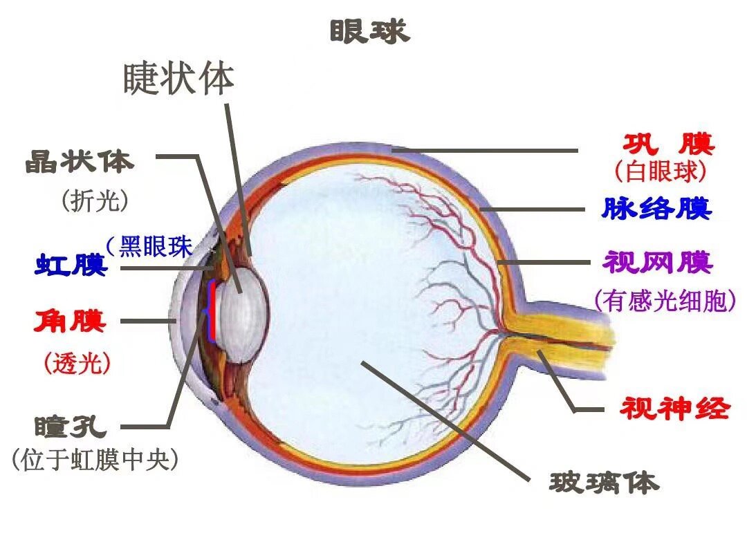 眼球平面图绘画图片