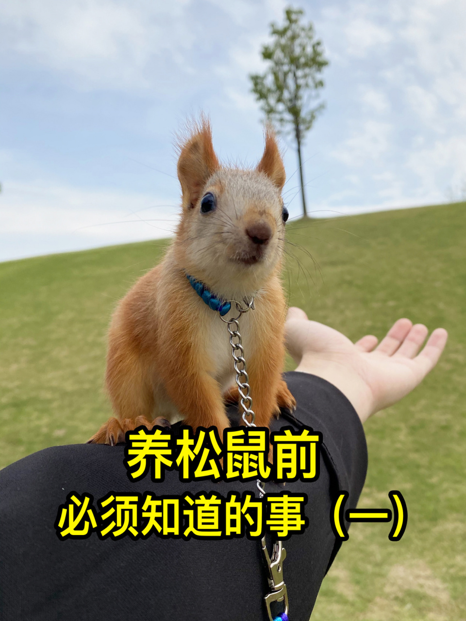 养小松鼠之前需要知道哪些事呢?