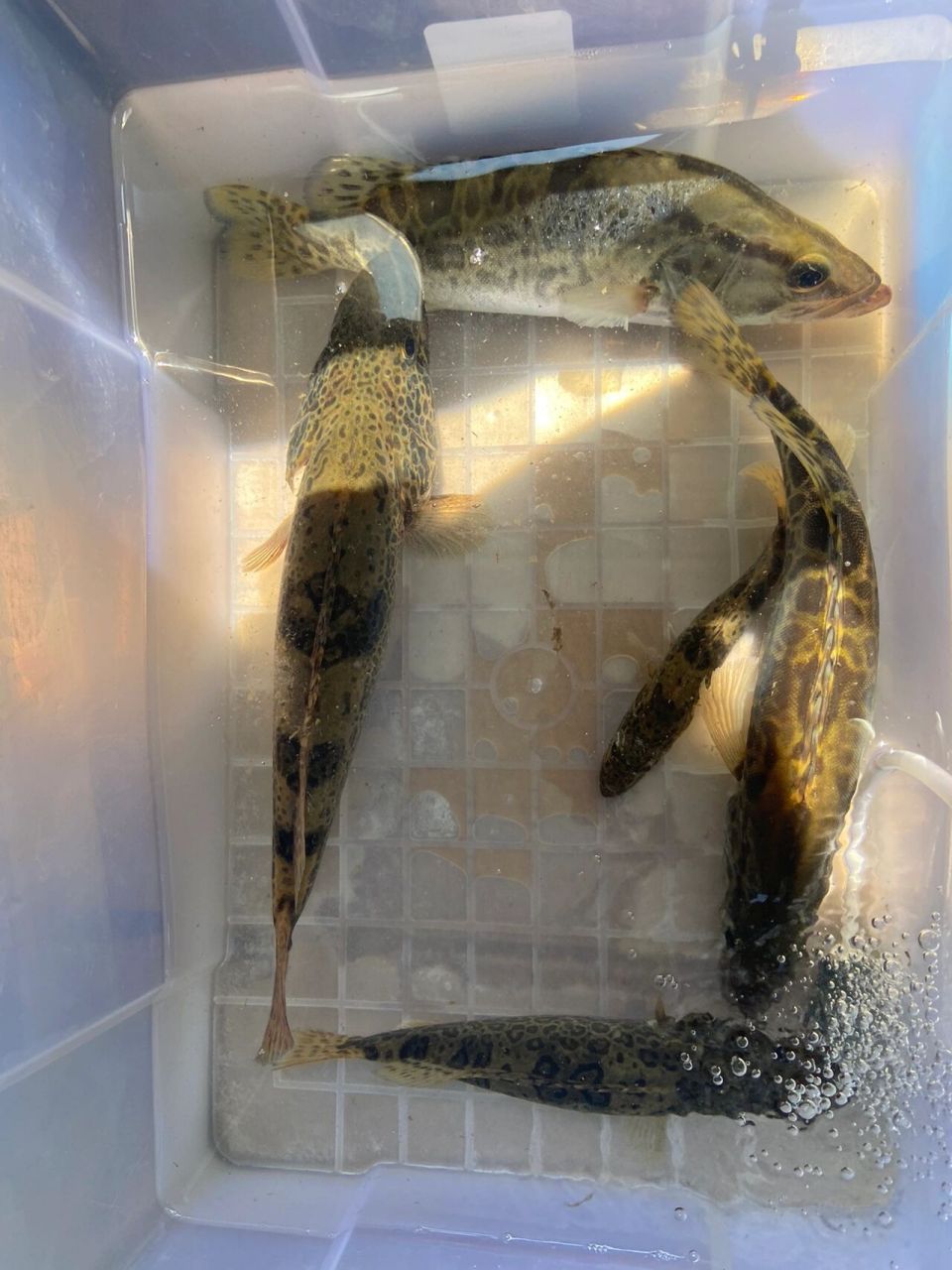 鱼中贵族——斑鳜 早口结束,斑鳜三尾,大眼两尾,上班迟到8分钟,罚款40