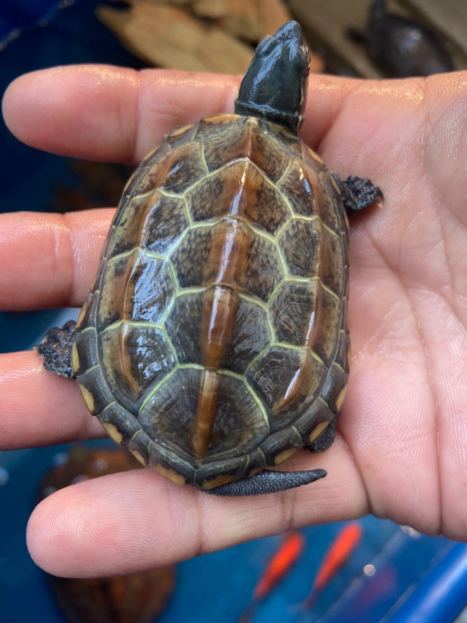 26甲滴金线公 26甲滴风水龟龟～这个真的超好看