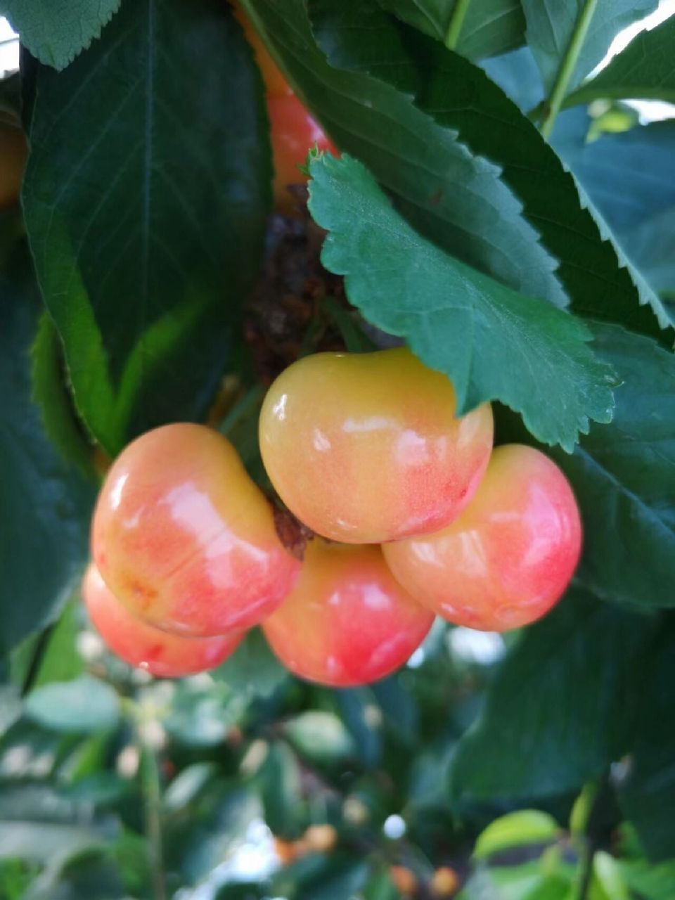 大连当地红南阳樱桃,国内最高端樱桃 大连当地红南阳樱桃,目前国内最