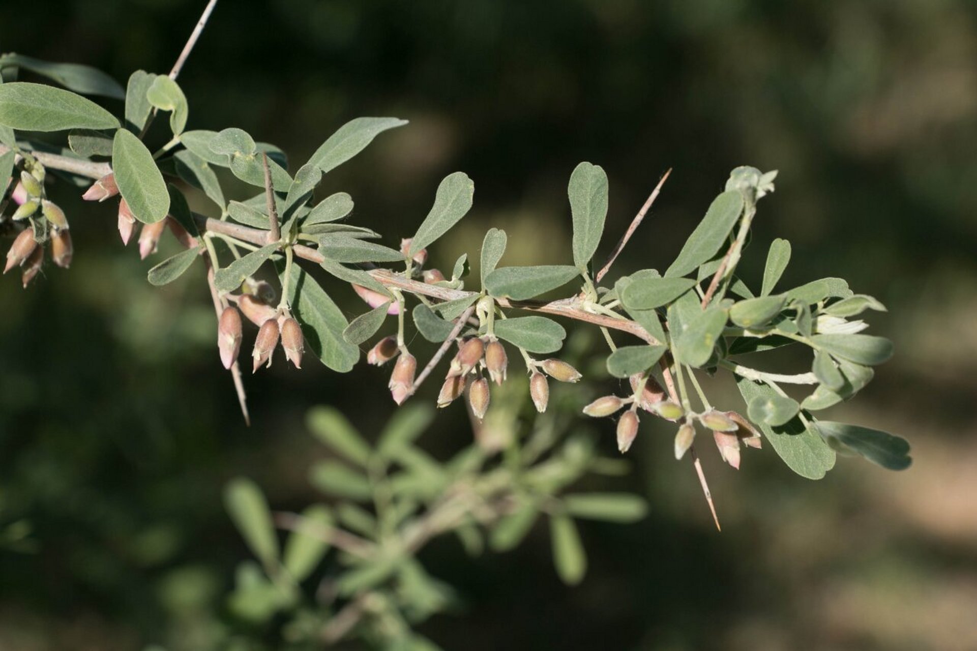 内蒙植物——铃铛刺 铃铛刺(学名:halimodendron halodendron02