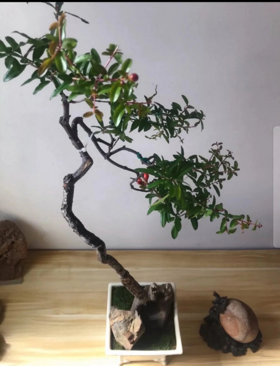 石榴树文人盆景 小叶石榴盆景,文人迎客.盆龄十五年.