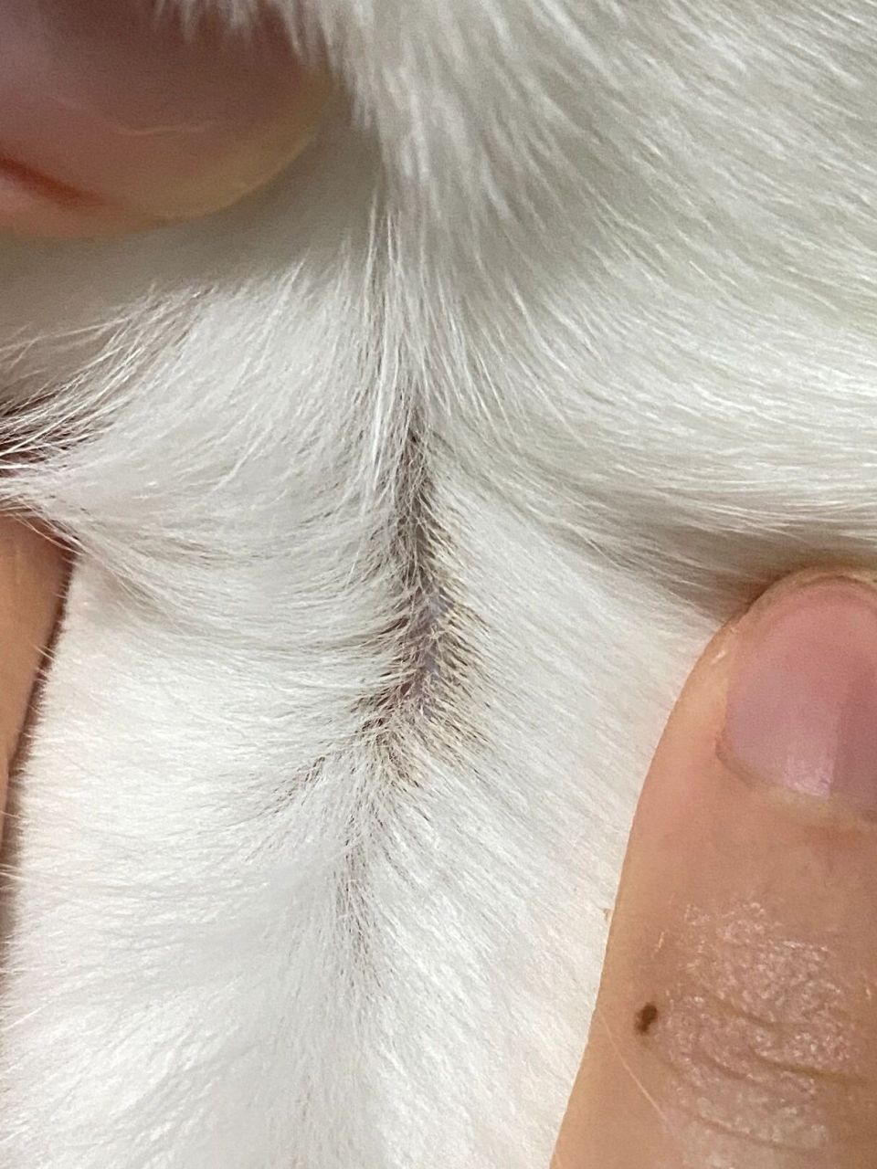 猫皮肤上有黑点不知道是什么 已经去过医院了,医生说是跳蚤也给内外