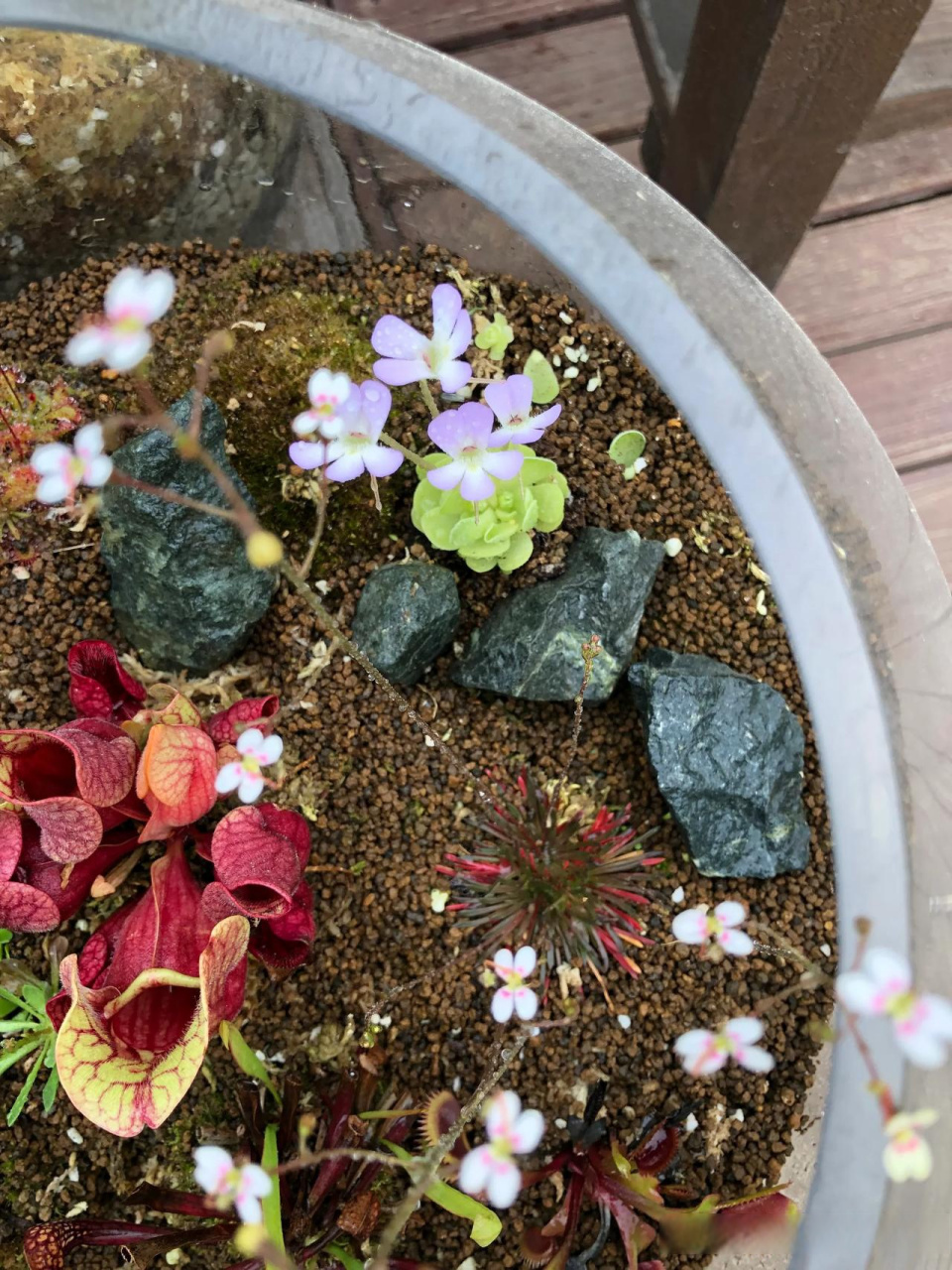 赏花时刻 食虫植物生态缸里的植物都开花啦 樱叶捕虫堇 丹波花柱草