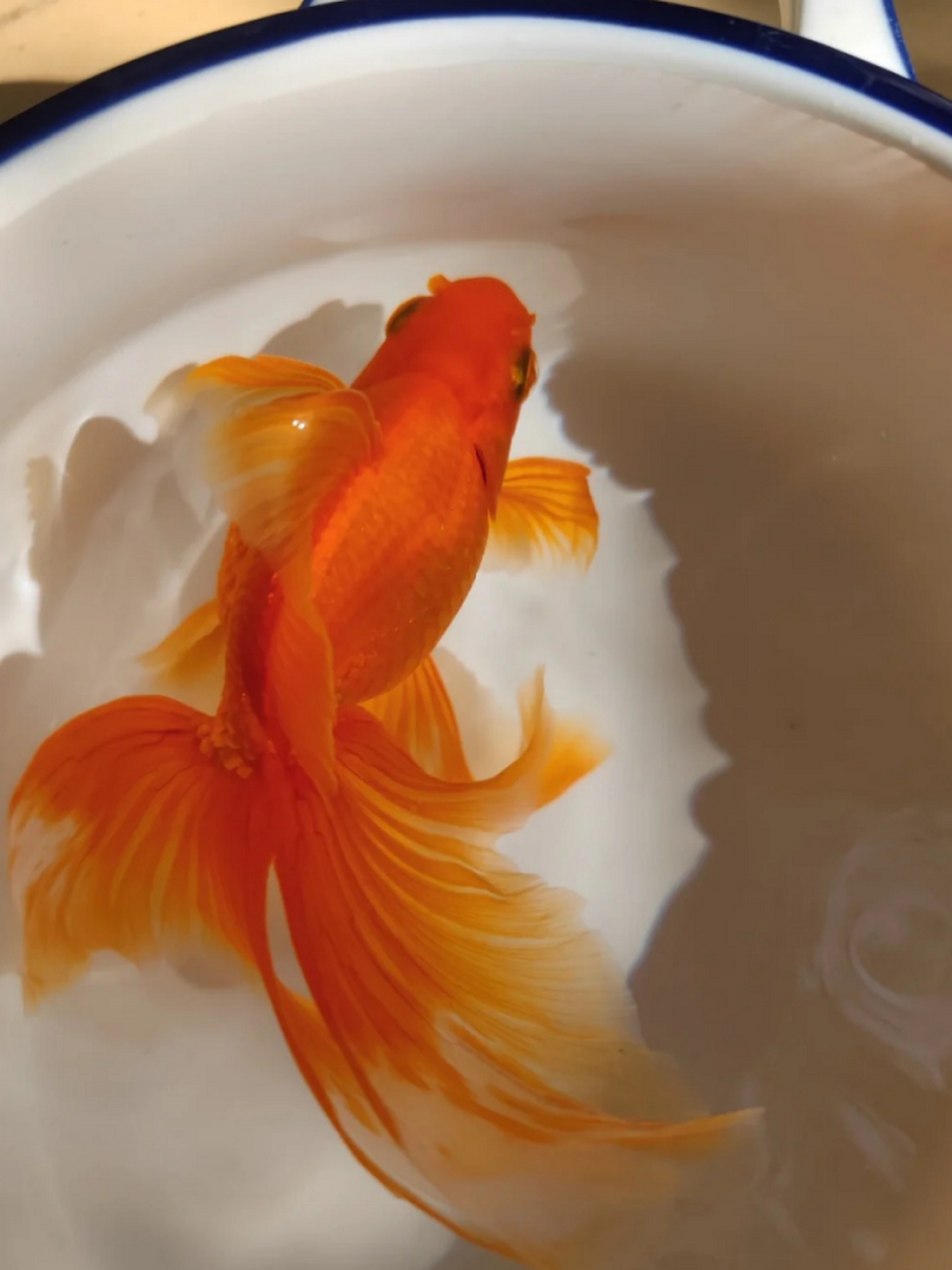 小金鱼的种类繁多,形态各异,有的红白相间,有的五彩斑斓,是许多人喜爱