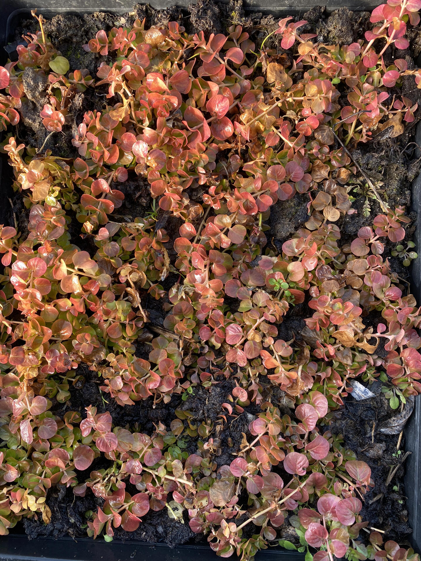 彩叶地被植物——金叶过路黄 金叶过路黄又名金钱草,走游草,铺地莲等
