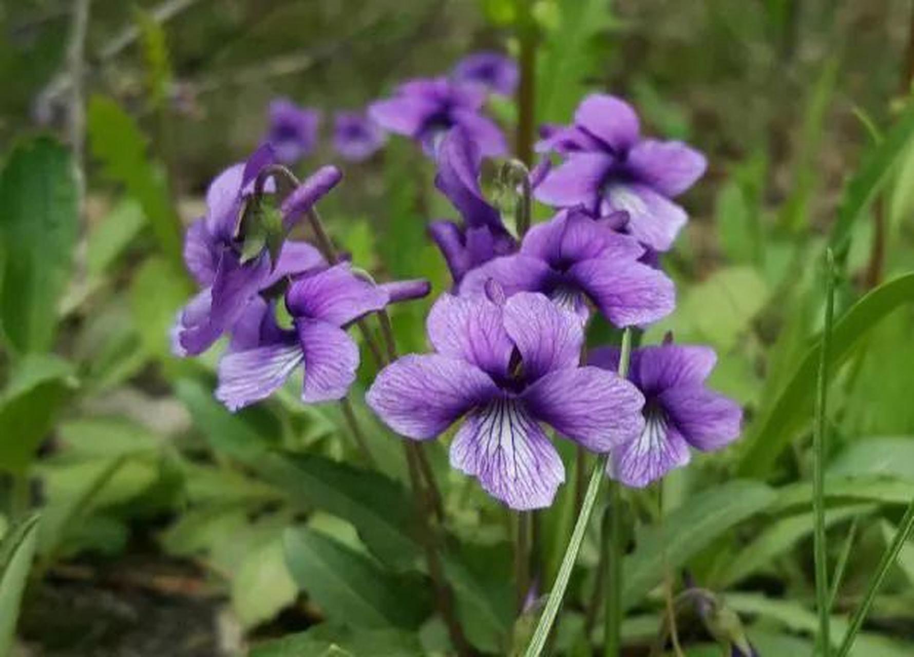 农村开紫色花的野草图片