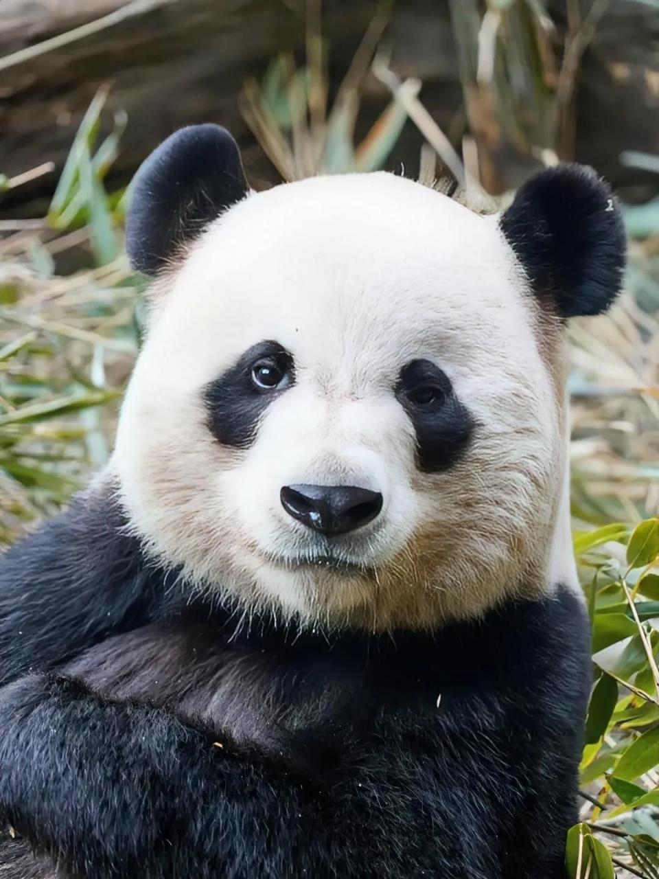 大熊猫五一,又叫做珍小.