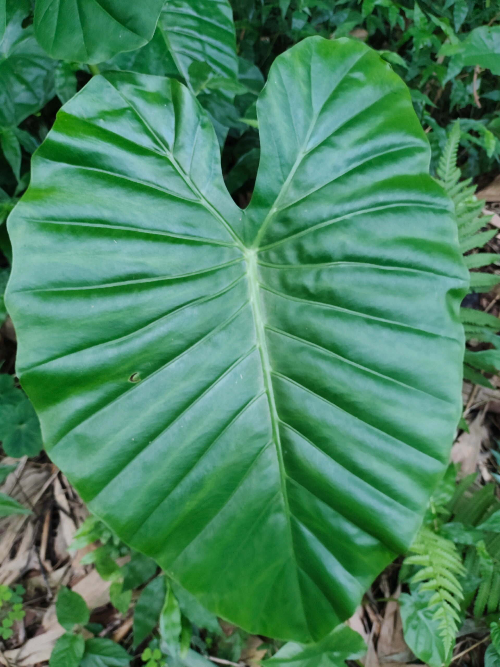 巨型海芋,滴水观音 91花期:四季 91科属:天南星科海芋属 91植物