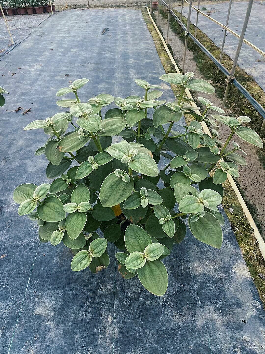 银毛野牡丹|花境植物供应配送