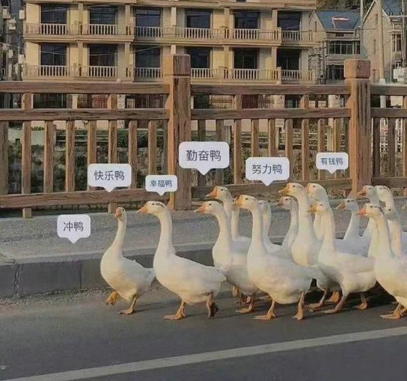 快乐鸭!幸福鸭!努力鸭!有钱鸭!勤奋鸭! 大哥:我们是鹅.开心一刻