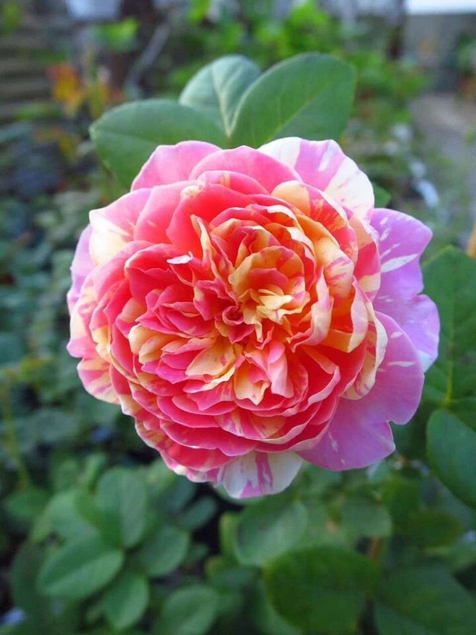 monet)是法国戴尔巴德以著名画家克劳德莫奈命名的一款条纹月季,它的