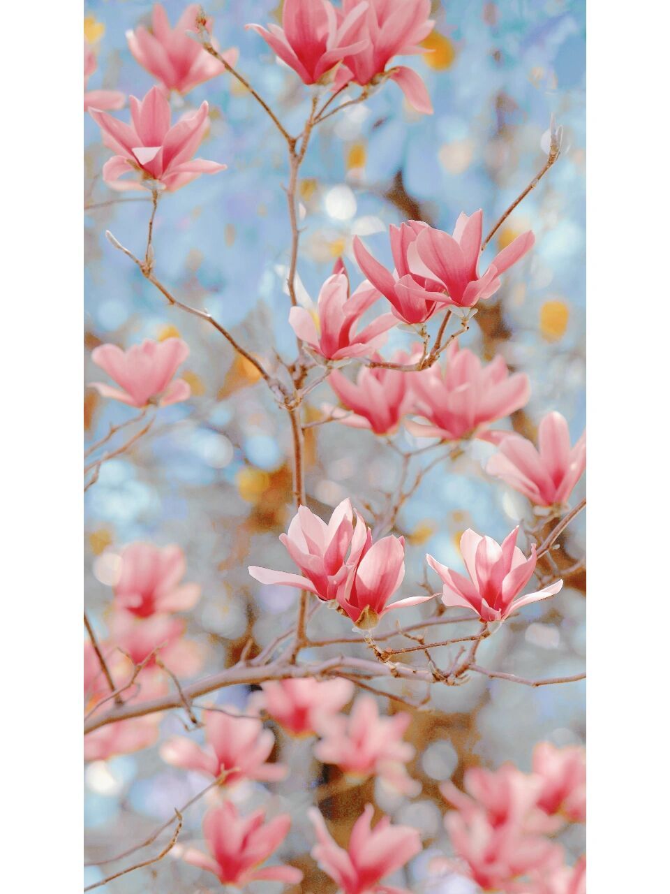 植物写真 ▏阳光下的大玉兰 大玉兰我一直都不是太会拍,韵味不足,最近