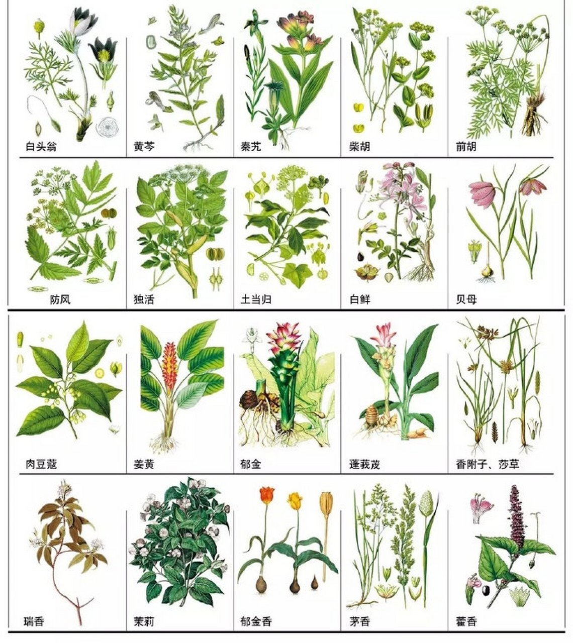 12000种中草药大全图片图片