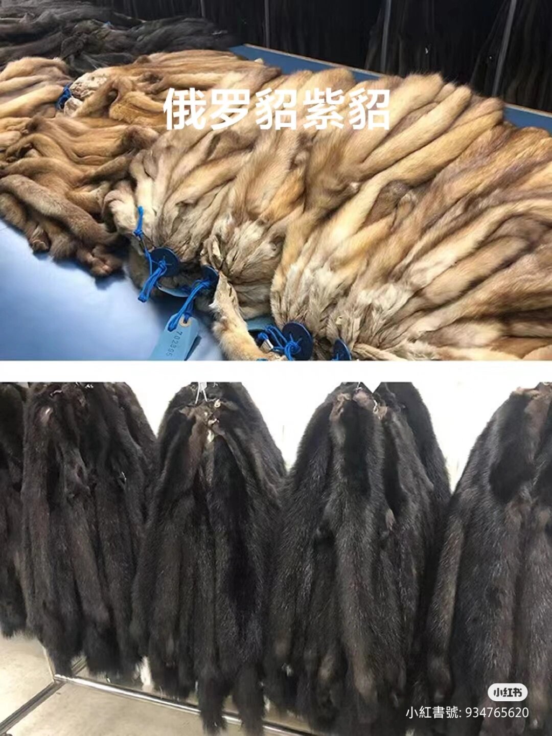 紫貂和普通水貂的区别 紫貂和水貂皮是貂皮的两大分类,其中紫貂皮的