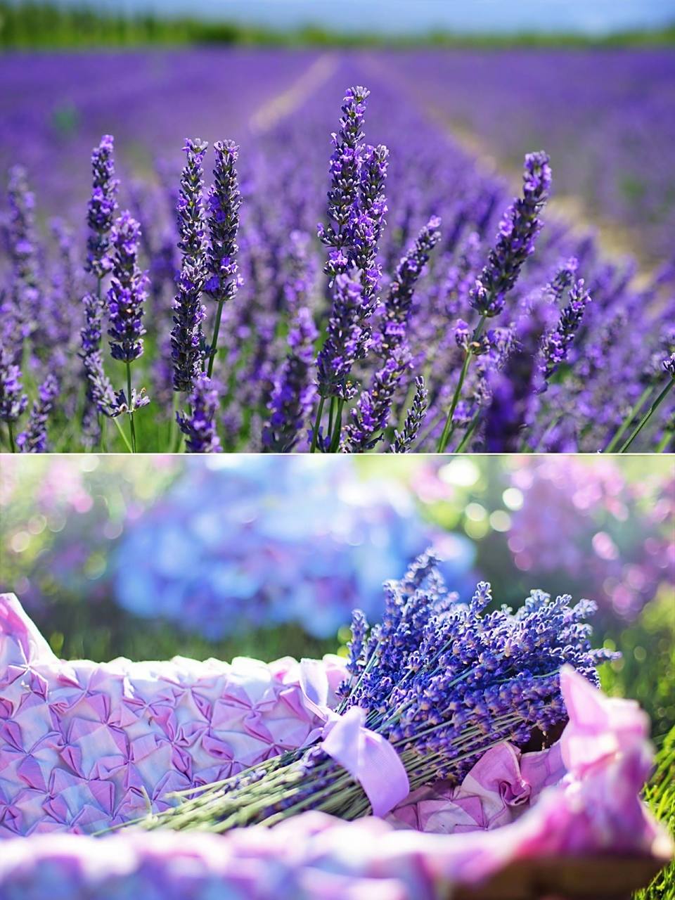 普罗旺斯薰衣草96观赏地|沉浸在紫色90花海 薰衣草 (lavender)的