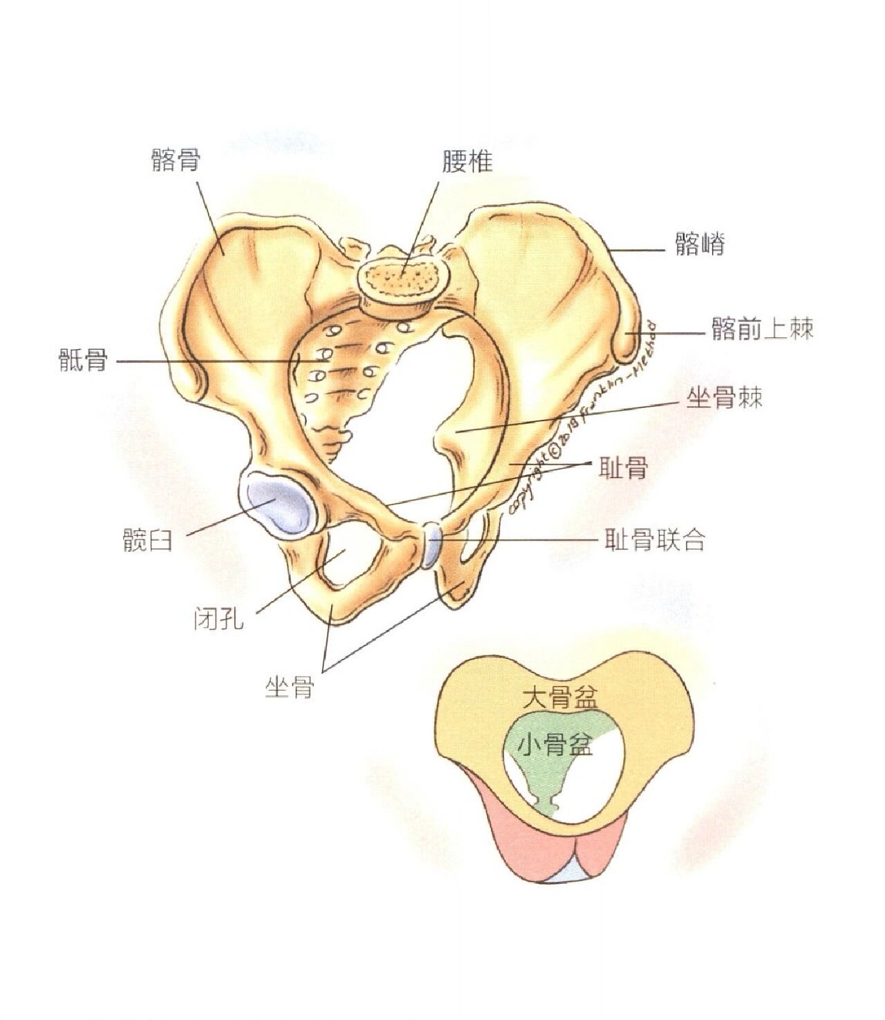 骨盆的骨骼构成