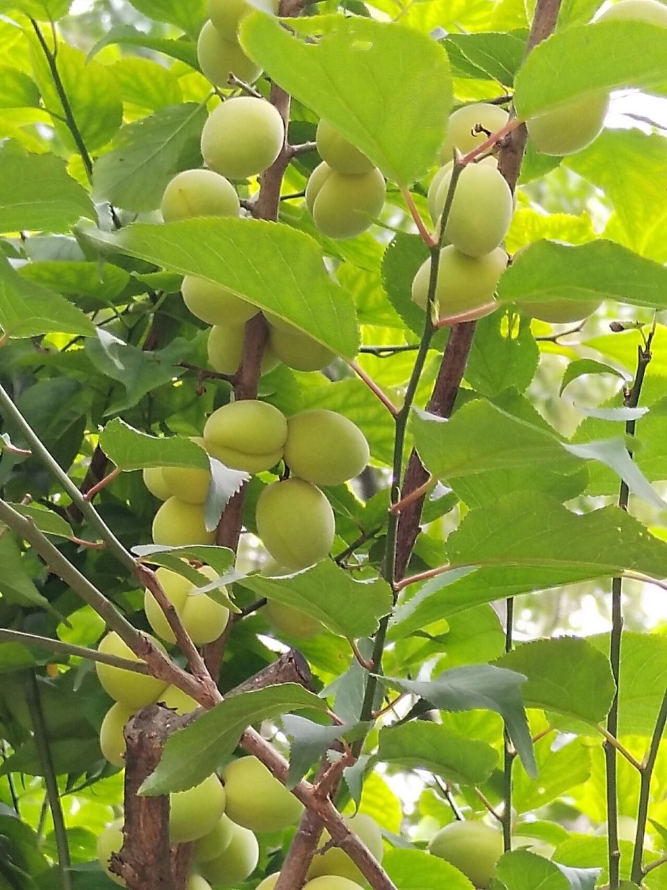 梅花会结什么果子图片