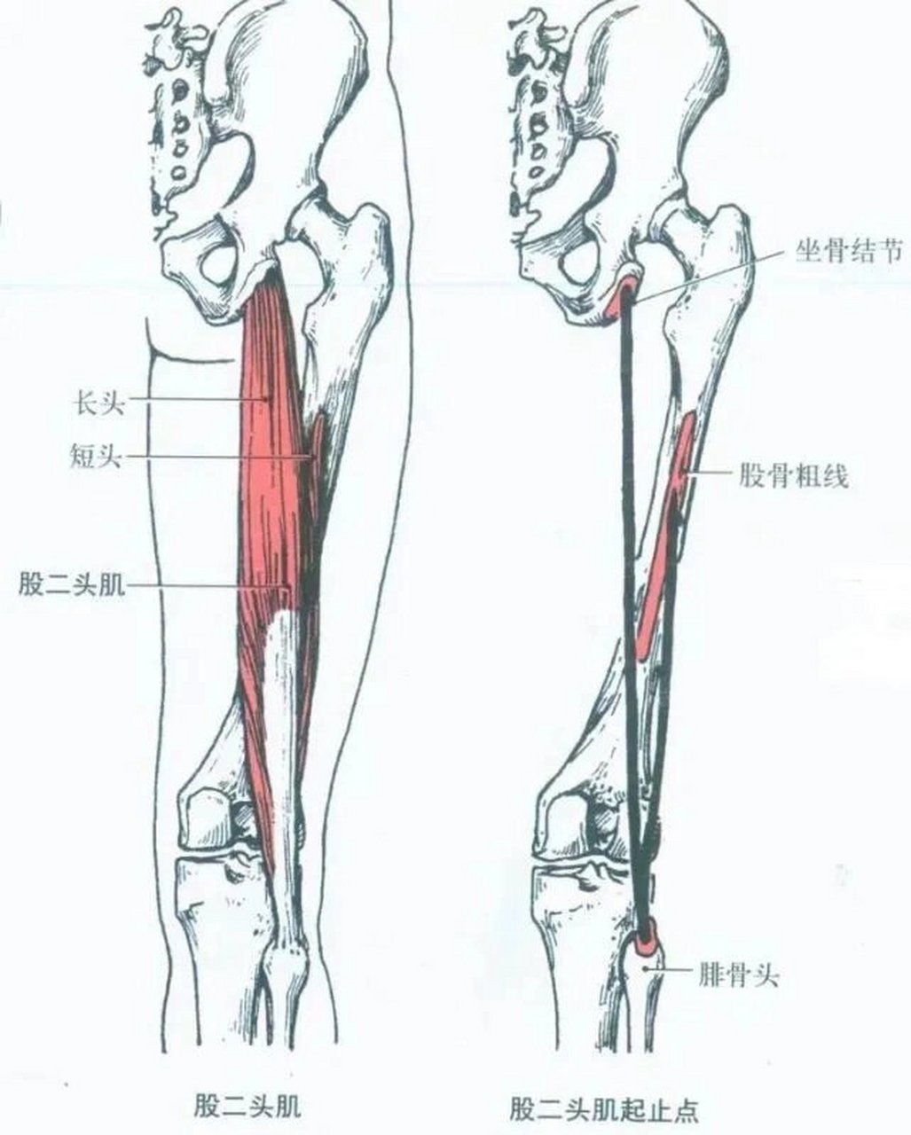 大腿骨 男人图片