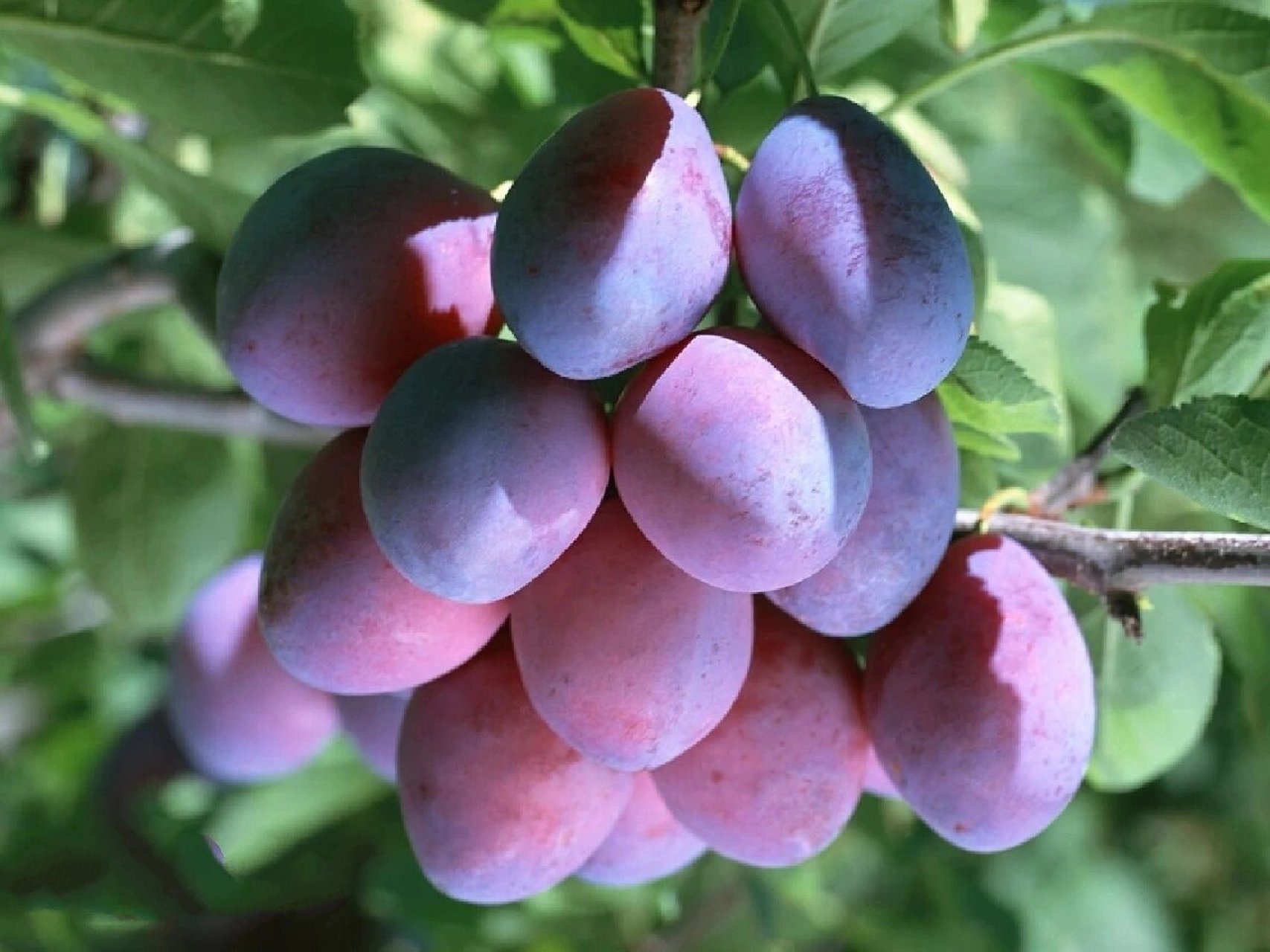 "乌梅篇🍒" 别名:春梅,熏梅 花期春季🌷果期5