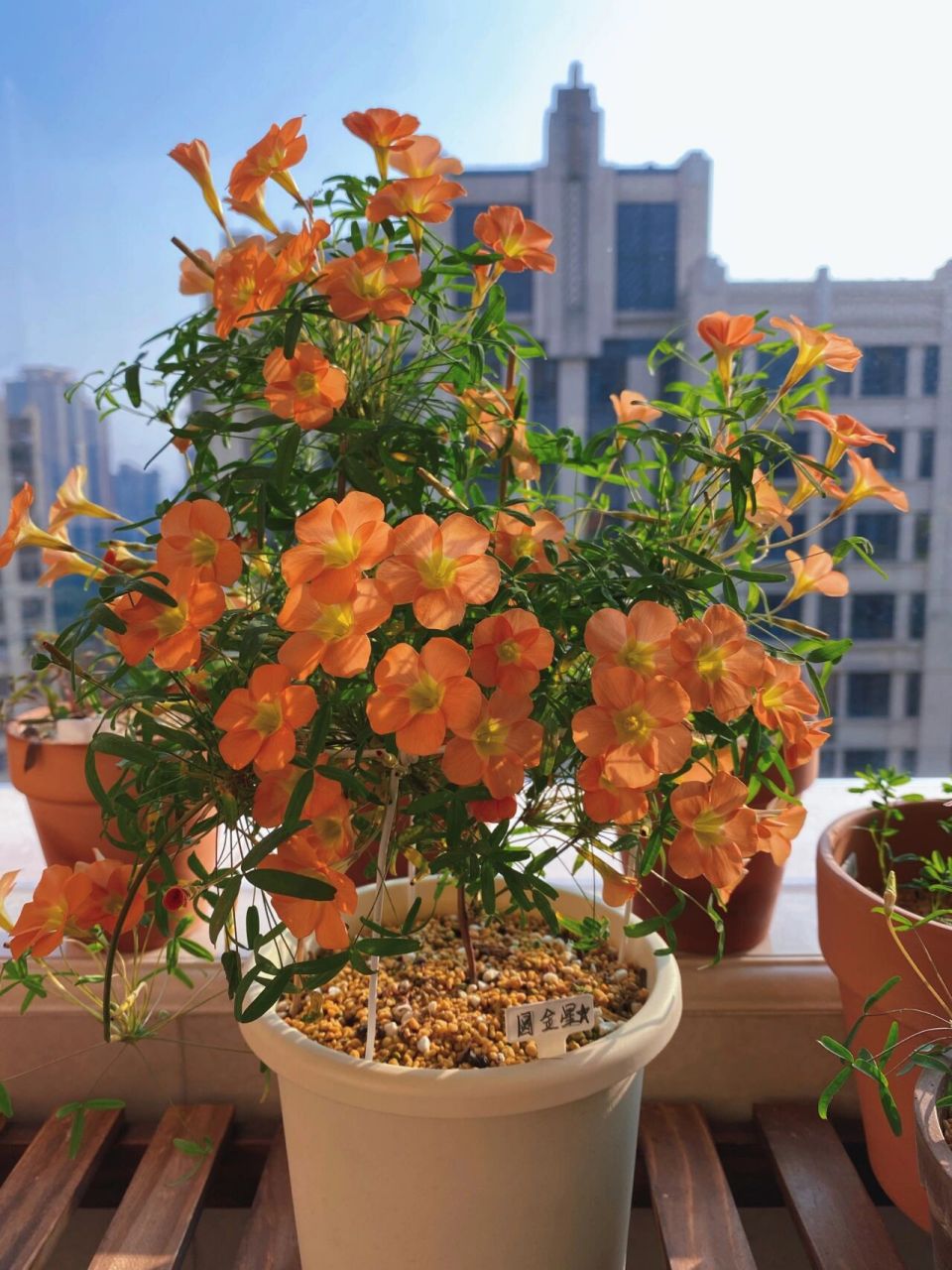 酢浆草,早花,晚花,ob系列 这些都是我种的花花92萝莉92黄花蝴蝶叶