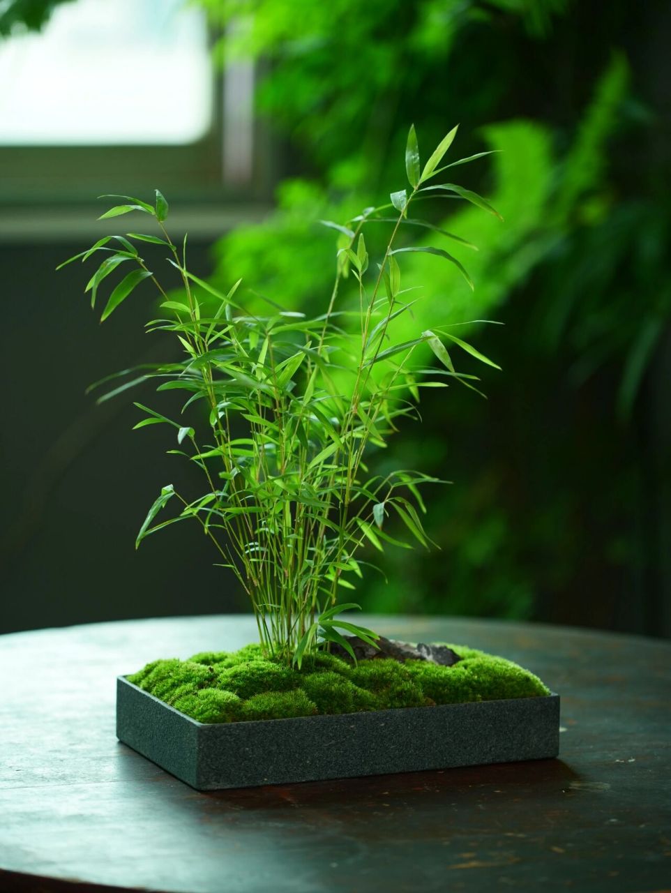 小玉山竹91 小玉山竹 又名油竹,植株较矮小, 叶片柔软,属于微型观赏