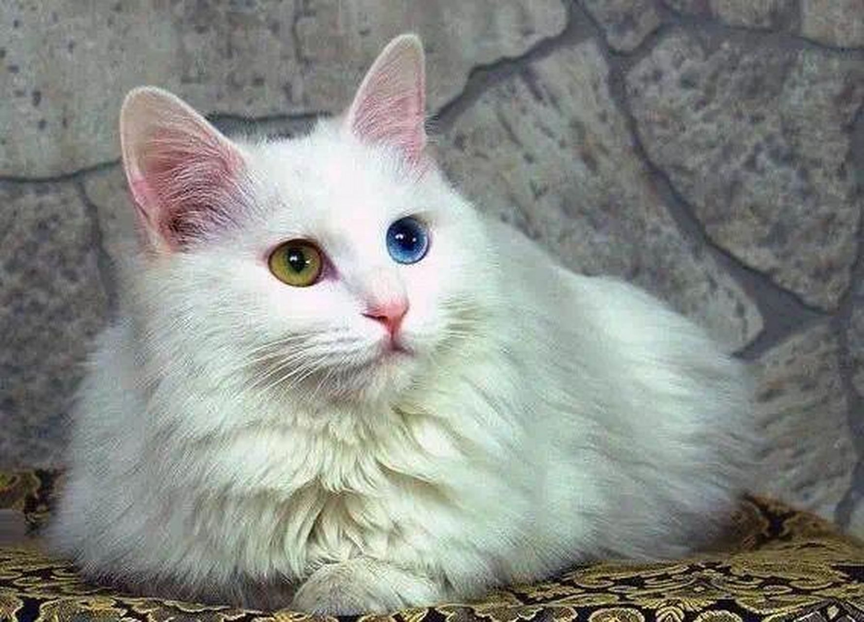 每周一猫|山东狮子猫 狮子猫又称临清狮子猫,起源山东省临清,为多年