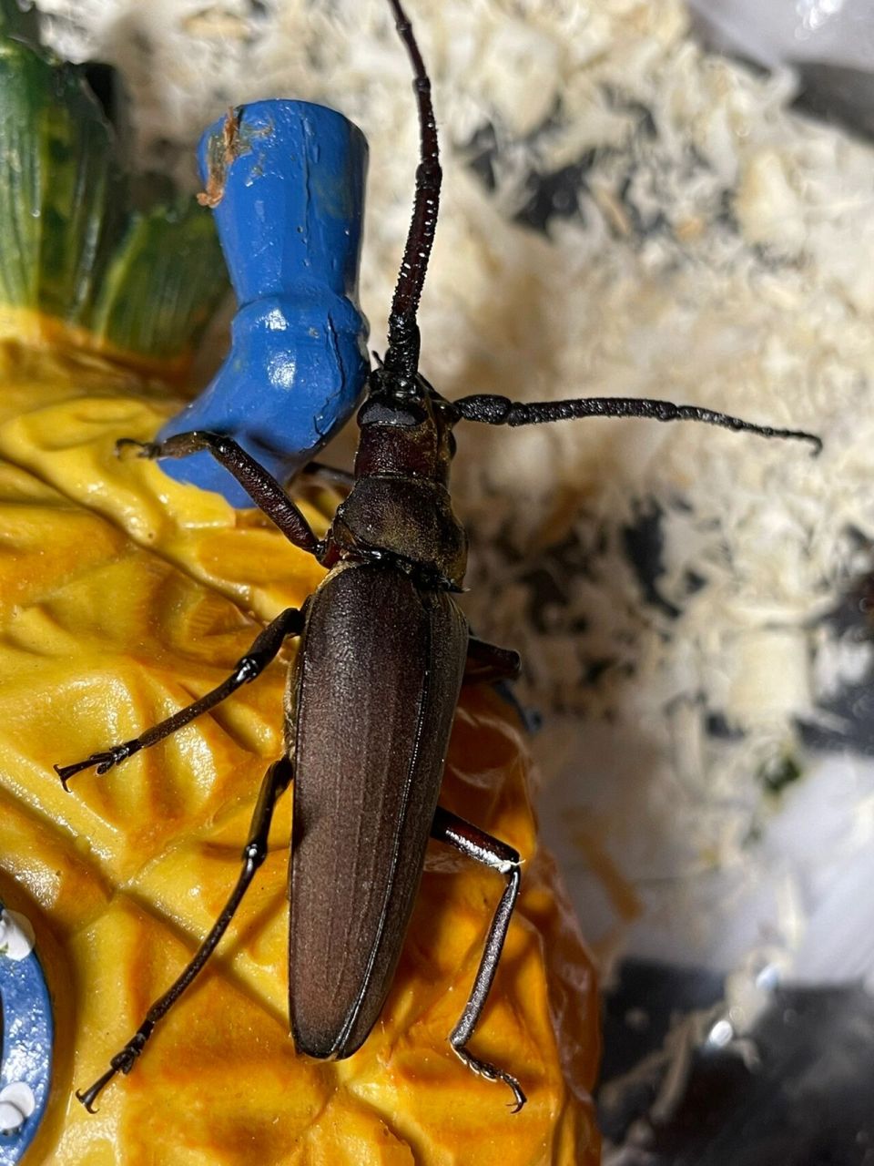 今天抓到了【中华裸角天牛】 	 一只公的两只母的.