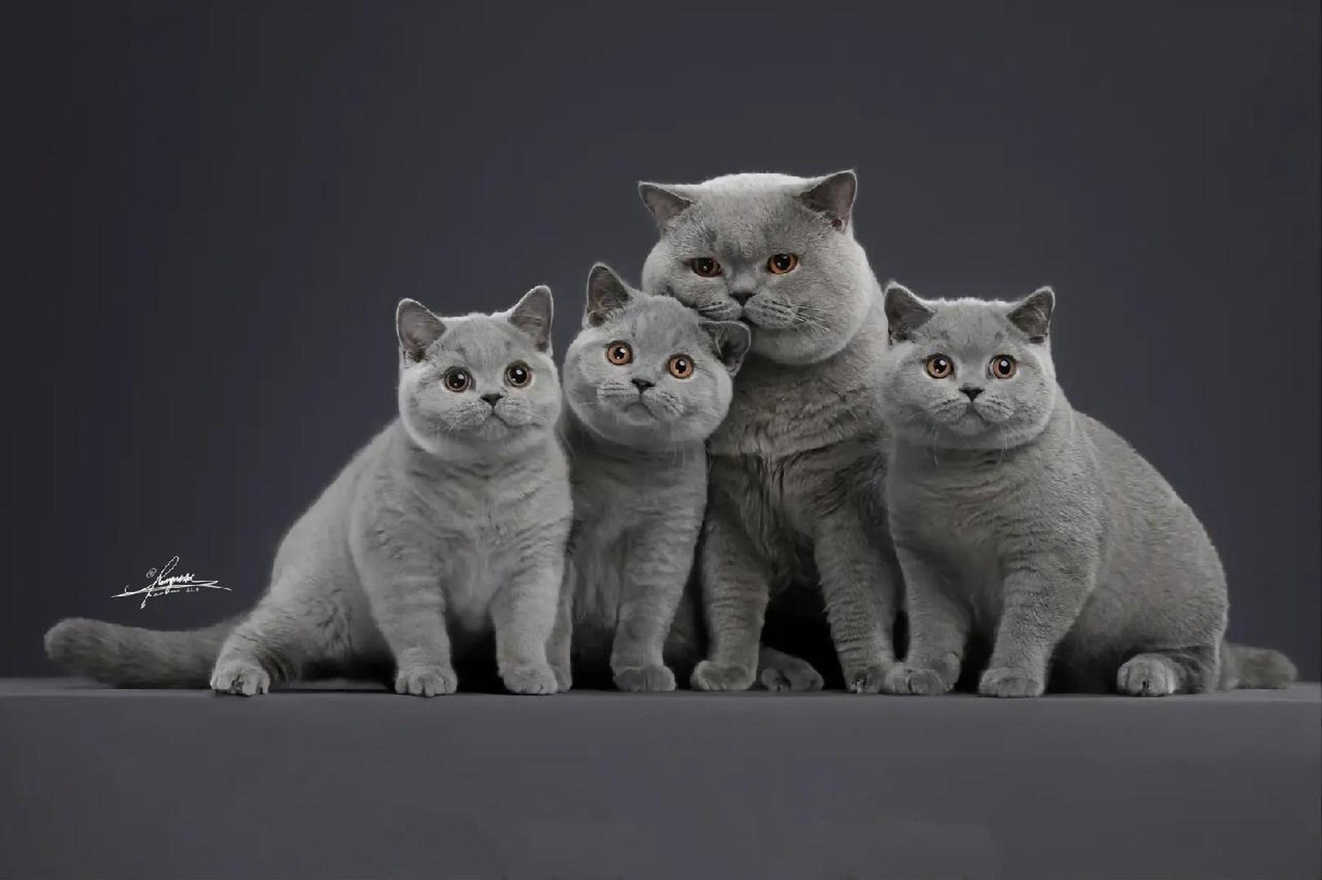 每日一猫|英短蓝猫 英国短毛猫是传统英国本地猫纯种版本,具有鲜明的